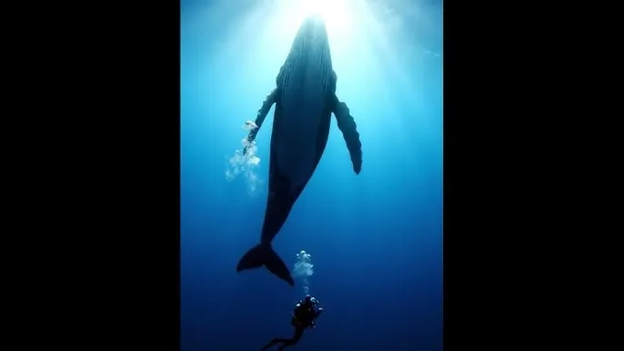我丈夫的朋友 - 深蓝星球：探索海洋深处的未知世界